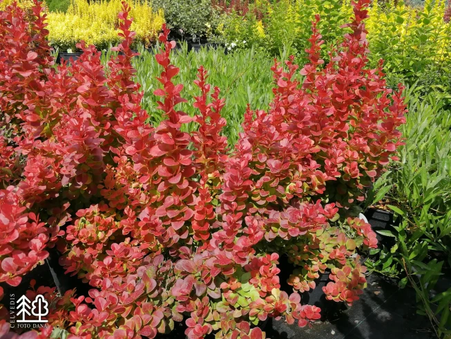 Berberis thunbergii   'Florence'